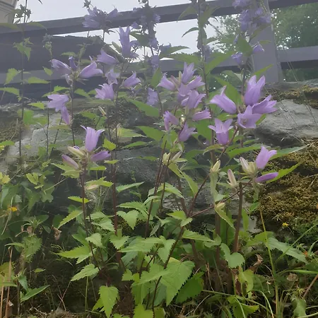 Antica Casa Occitana فندق مبيت وإفطار سامبير