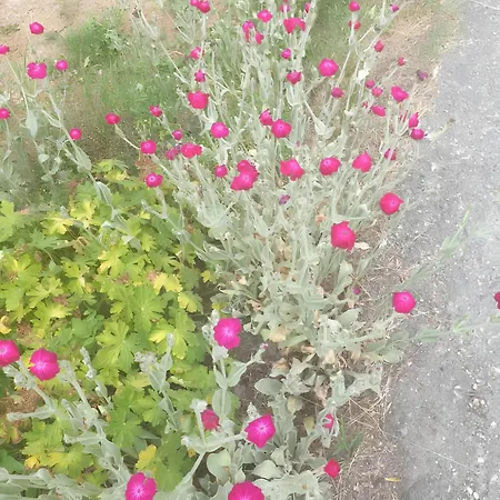 Antica Casa Occitana 3*